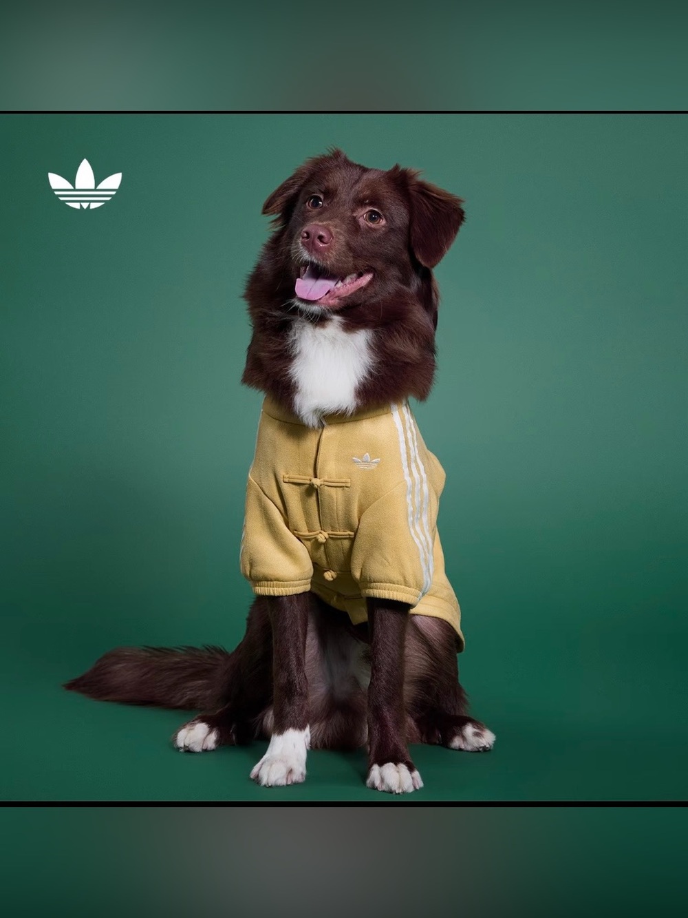 Adidas Pet CTT Chinese Style Soft Track Top Yellow Tang Style KZ4781